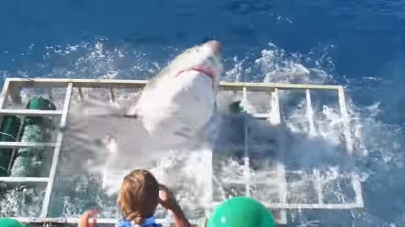 The nerve wracking encounter took place near Guadalupe Island off the west coast of Mexico&nbsp;