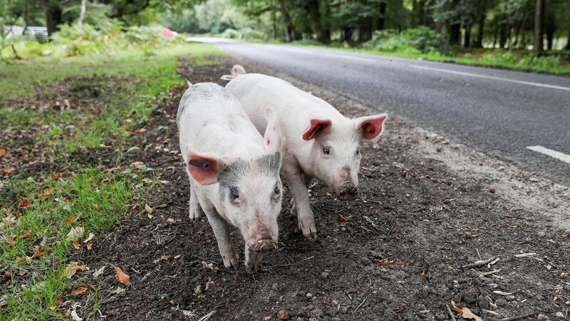 Letting pigs munch on green acorns helps to keep ponies and cattle in the New Forest safe too.