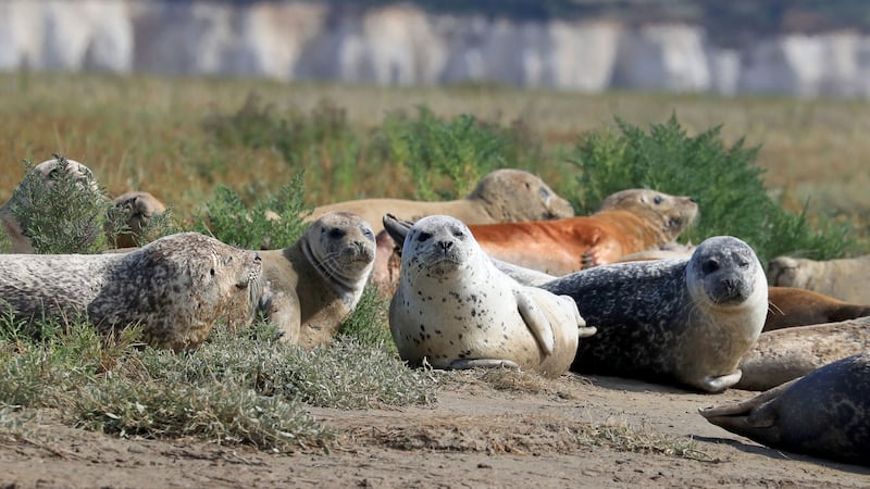 A team from Zoological Society of London have been counting the number of harbour and grey seals in the river and estuary.