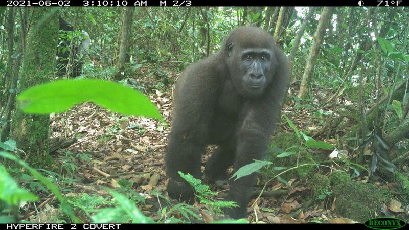 Chimpanzees and Red River hogs are among the wildlife caught on camera in the Afi Mountain Wildlife Sanctuary.