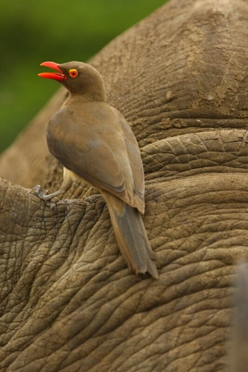 A red-billed oxpecker