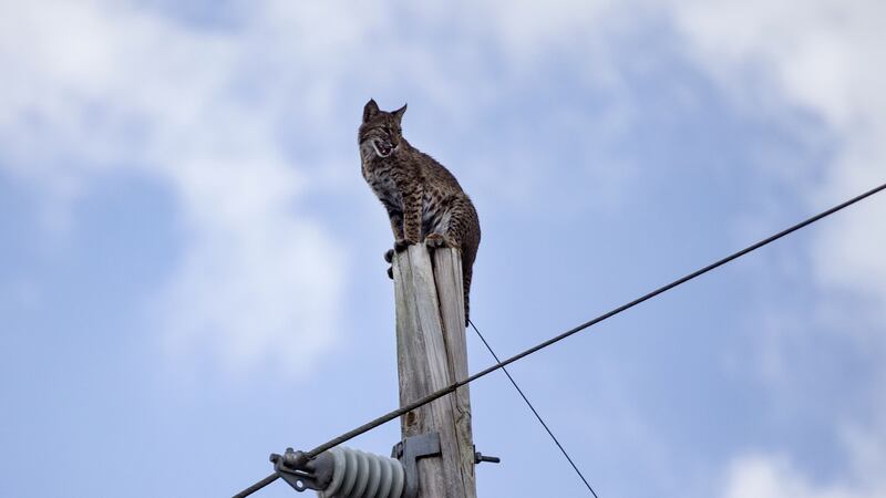 The feline managed to climb back down unharmed after the electricity was switched off.