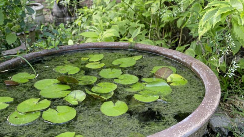 Undated Handout Photo of a mini-pond. See PA Feature GARDENING Advice Pond. Picture credit should read: iStock/PA. WARNING: This picture must only be used to accompany PA Feature GARDENING Advice Pond. 