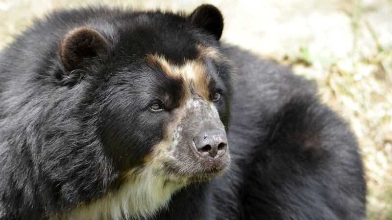 Baloo the bear – meet Luka, the Andean bear.
