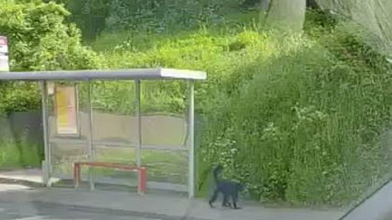 Footage of the monkey walking along the Antrim Road was posted on social media 