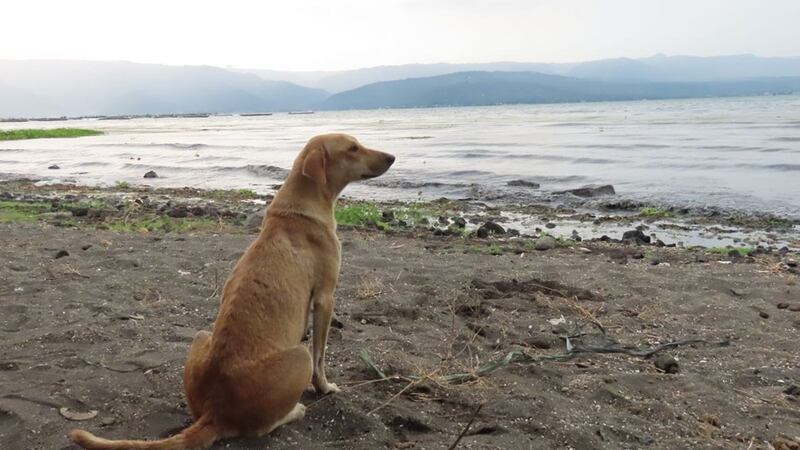 Palakitik was rescued by charity workers looking for animal survivors of the Taal volcano eruption.