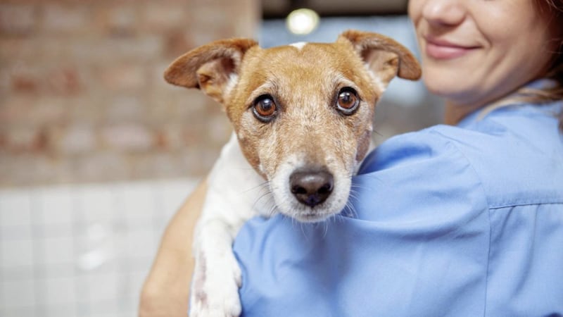 If your pet does fall ill, it&#39;s important to seek help early to avoid bigger health issues. 