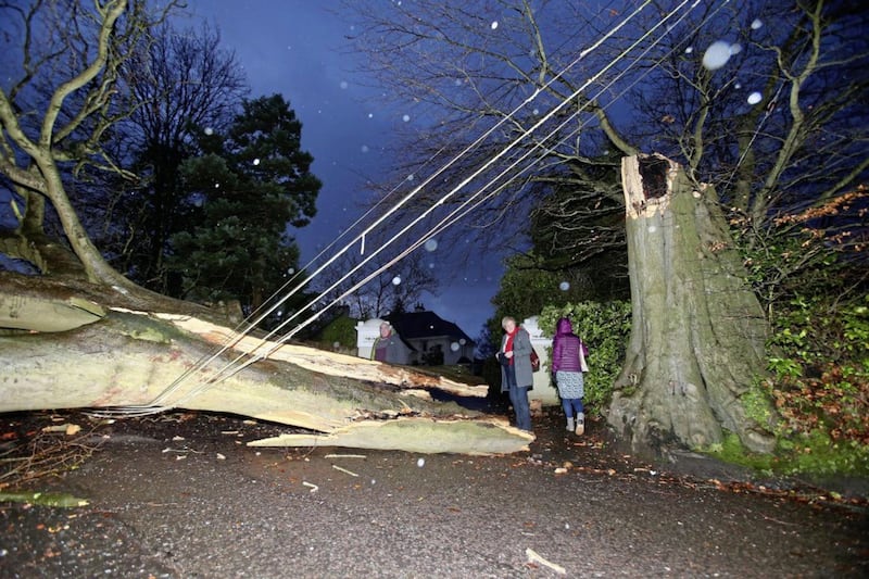 A large tree pulled down power lines and caused damage to homes in New Forge Lane in south Belfast. Picture by Mal McCann 