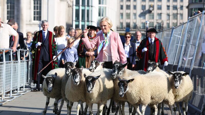 The celebrity chef led the way in the annual Great Sheep Drive.