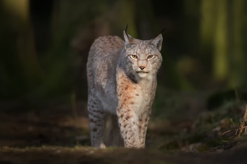 Northern Ireland young people wary of reintroduction of wolves and lynx to countryside, research finds
