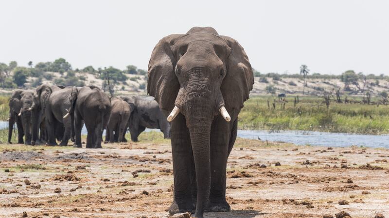 More research is needed to find out whether humans can create artificial elephant trails to divert elephants away from farms and villages.