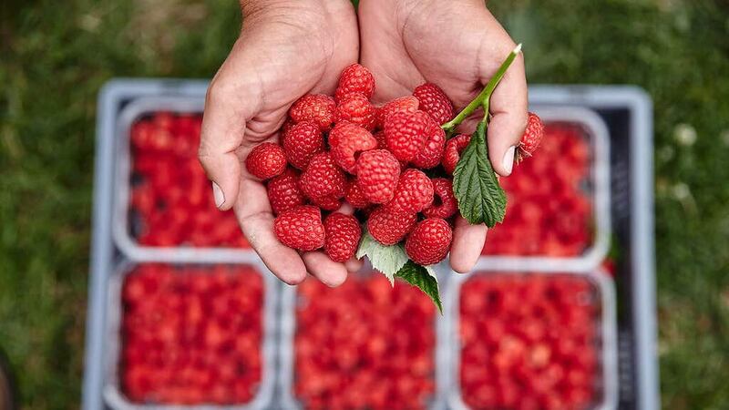 A bumper season of British raspberries is appearing on supermarket shelves after June’s heat delayed their arrival (Matt Munro Photography/Berry Farms/PA)
