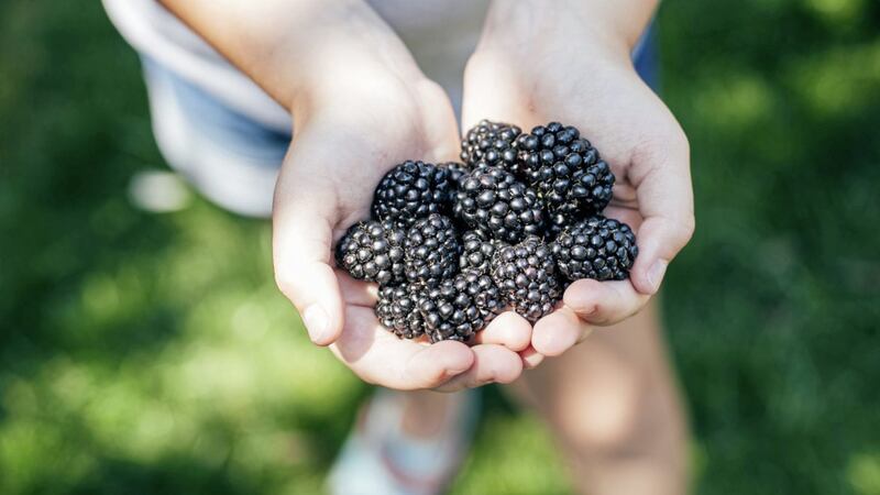 Autumn is harvest time, with an abundance of local, seasonal produce available - including hedgerows heaving with blackberries 