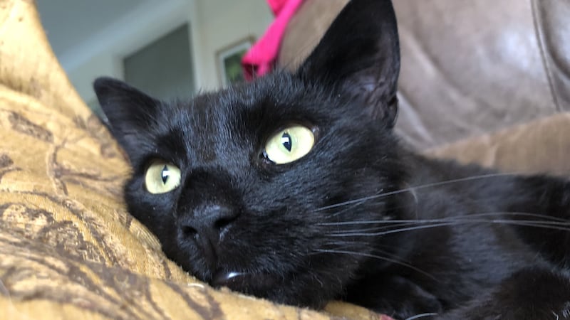 Two-year-old Dexter, a black cat, is on the way to making a full recovery following the injury.