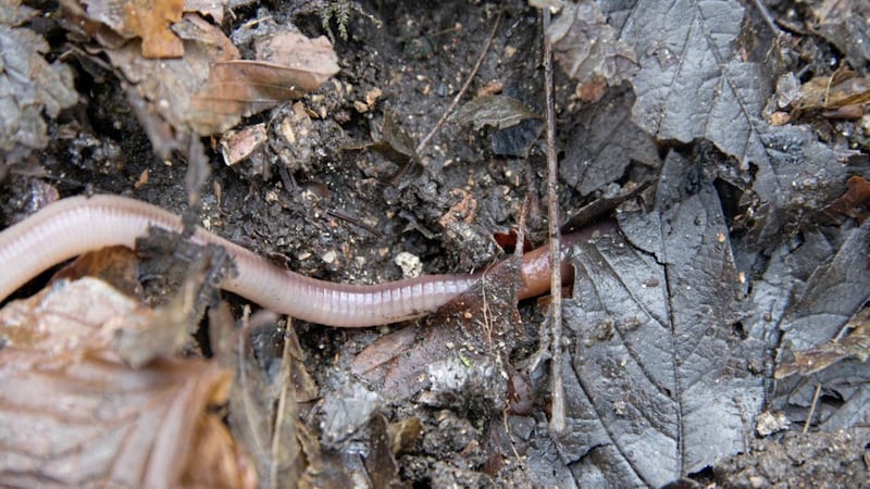 Earthworms in their ideal habitat of darkness, in damp, loose soil and leaf litter 