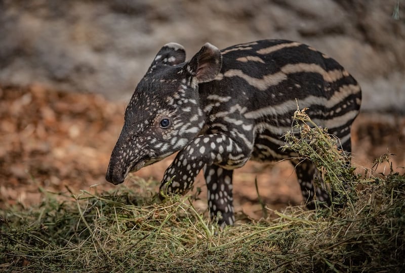Baby tapir born at Chester Zoo 
