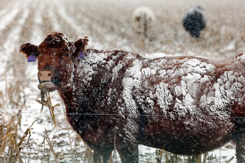 Snow coats a cow in Palmer, Nebraska (Josh Salmon/The Independent via AP)