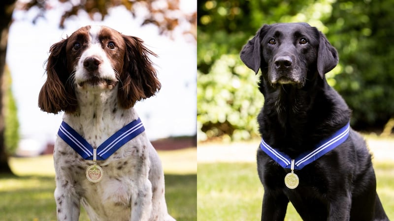 Alfie, an English spaniel, and AJ, a Labrador, worked to locate ammunition and explosives.